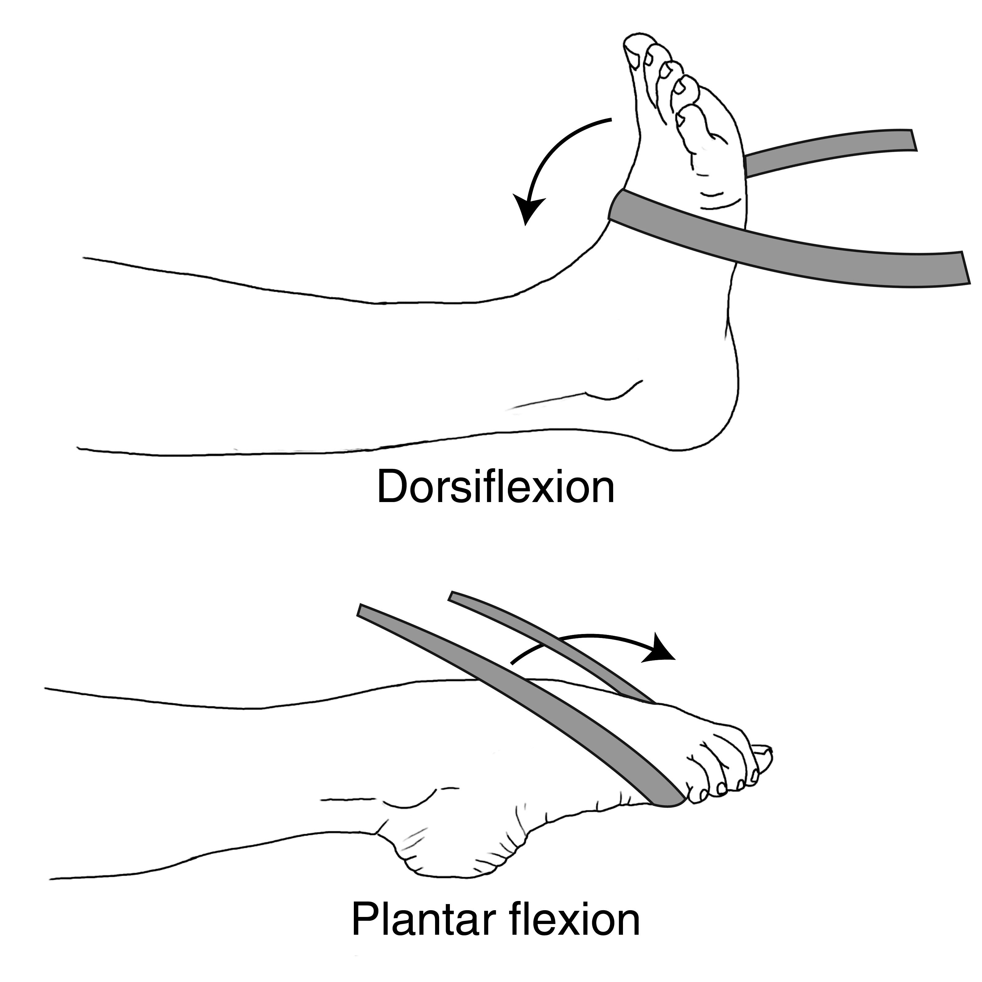 Plantar Flexion And Dorsiflexion