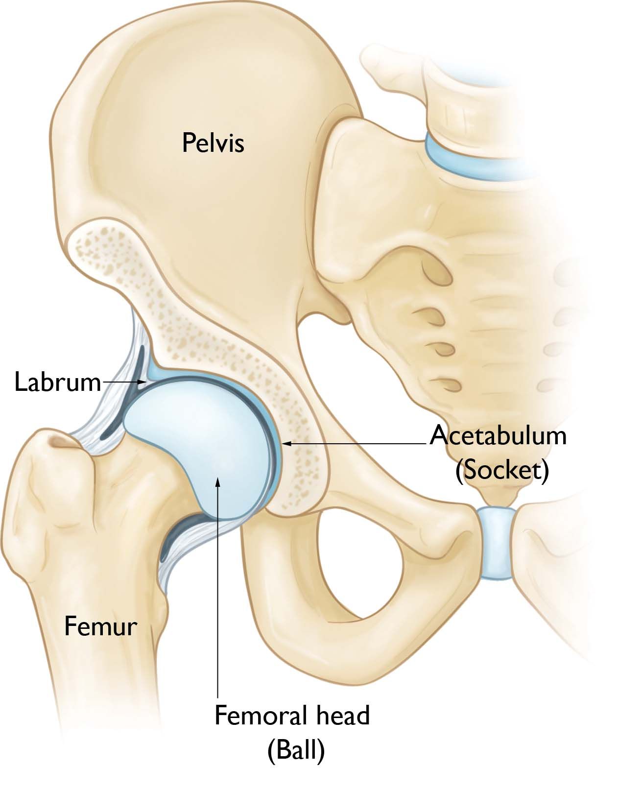 hip anatomy