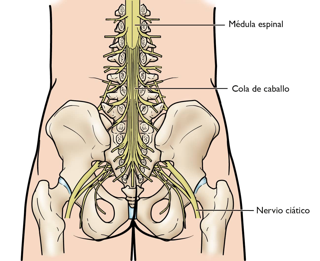Representación de la columna vertebral con evidencia de la columna
