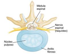 Huesos de la columna vertebral: Vídeo & Anatomía