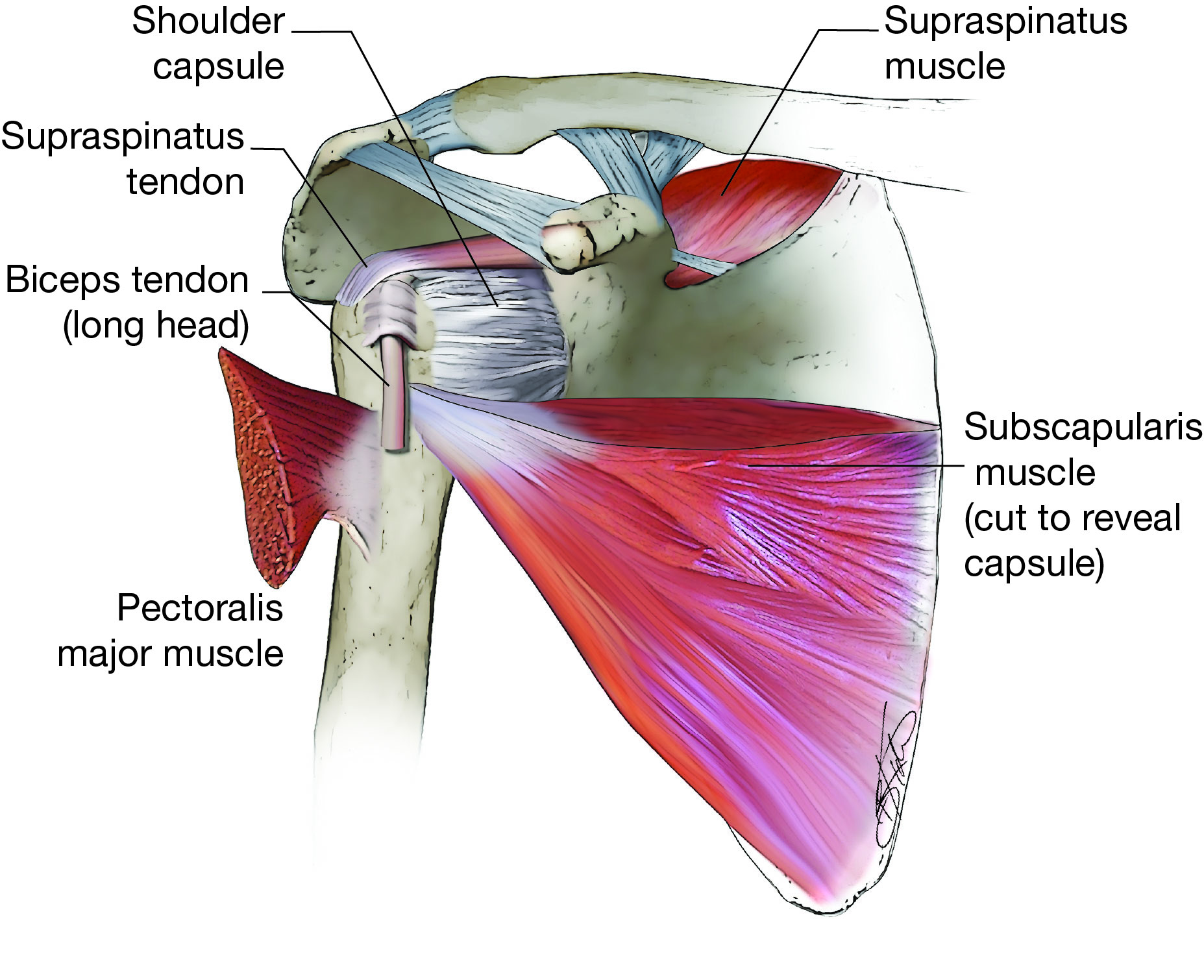 Shoulder anatomy