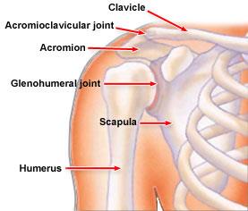 Normal shoulder anatomy