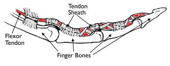 hand anatomy flexor tendons