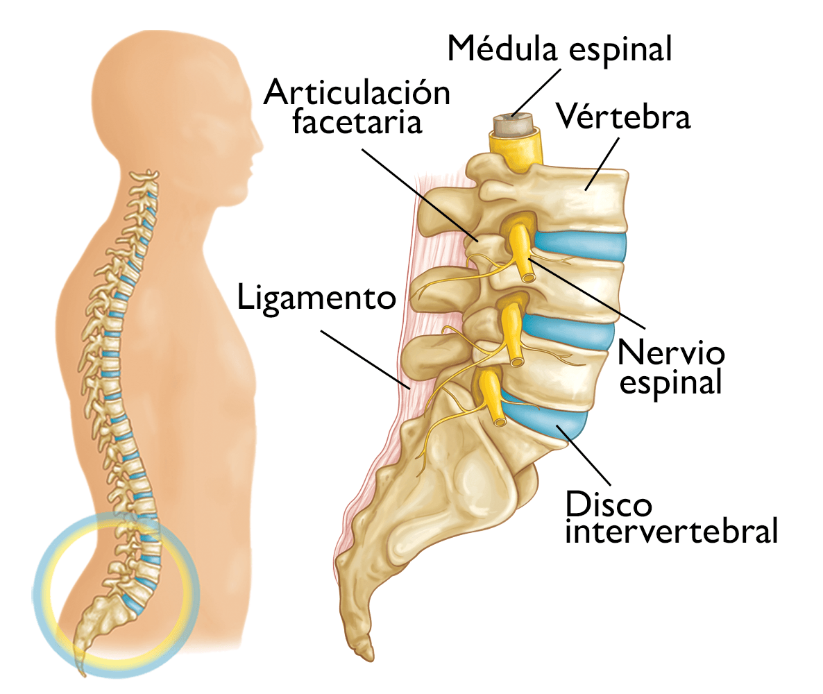 Video de la anatomía de la columna lumbar