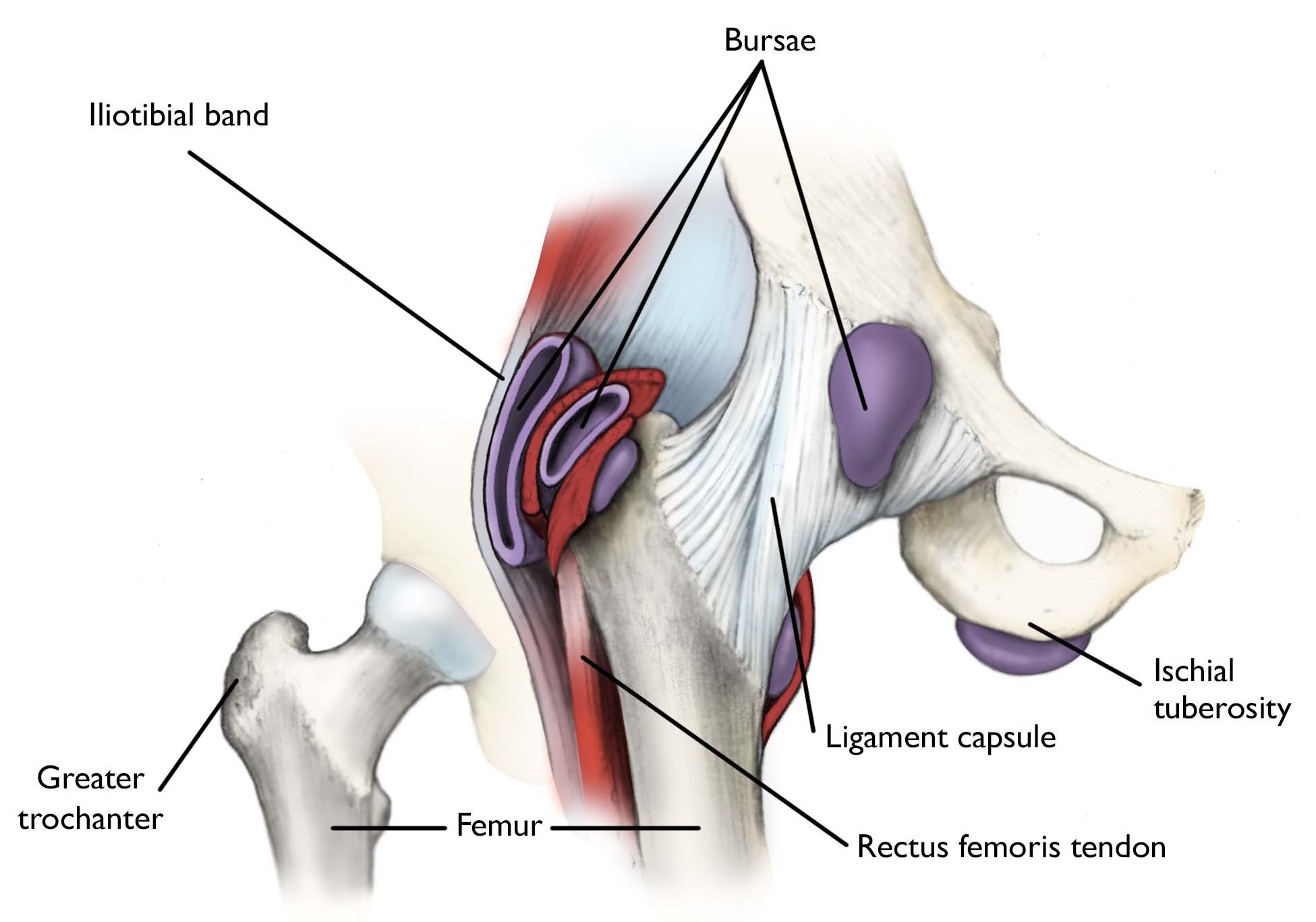 Normal hip anatomy