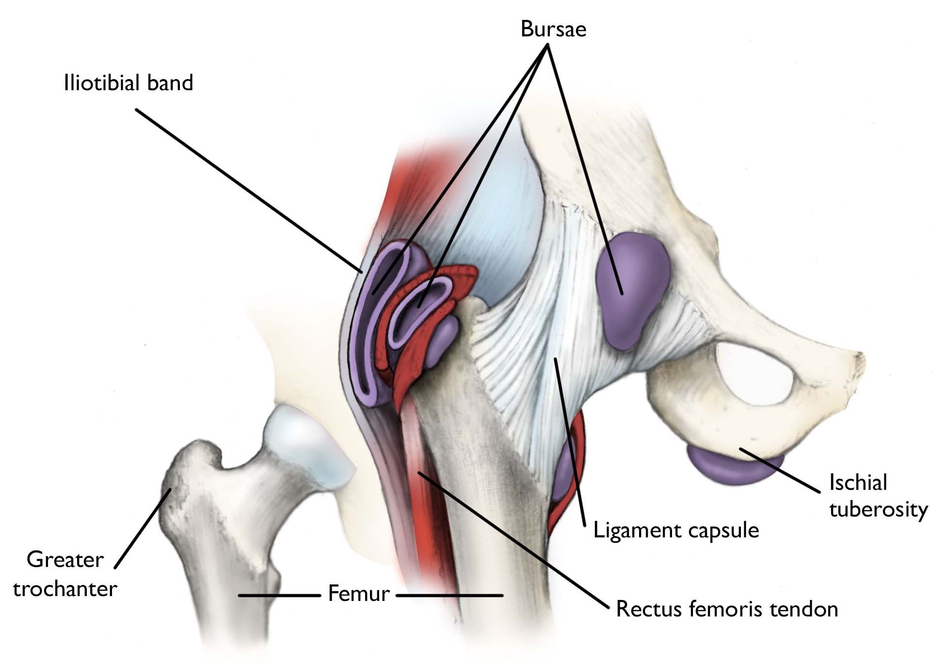 Snapping Hip - OrthoInfo - AAOS