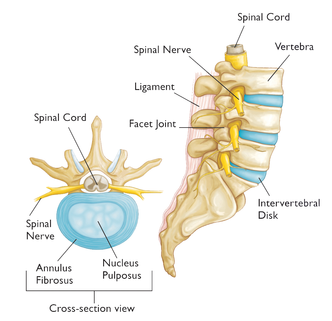 Illustrations of lower spine anatomy and an intervertebral disk