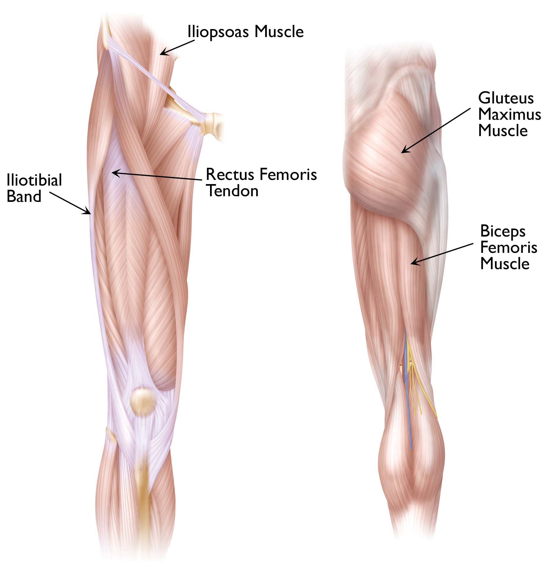 hip and thigh anatomy