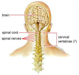 Neck Pain - OrthoInfo - AAOS