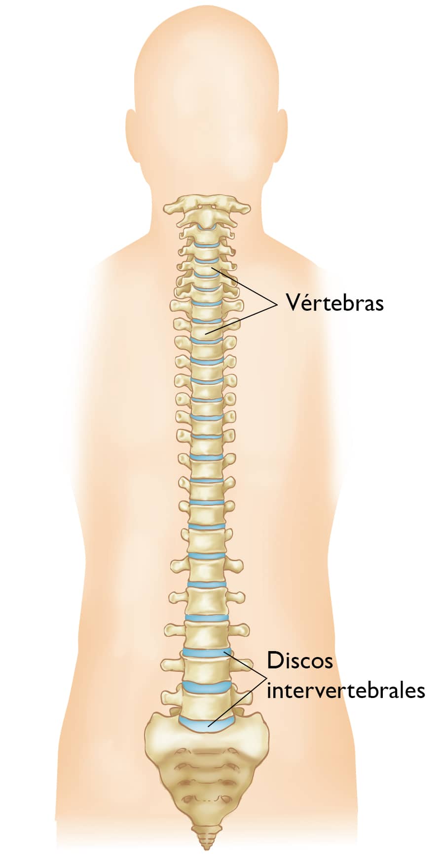 Representación de la columna vertebral con evidencia de la columna