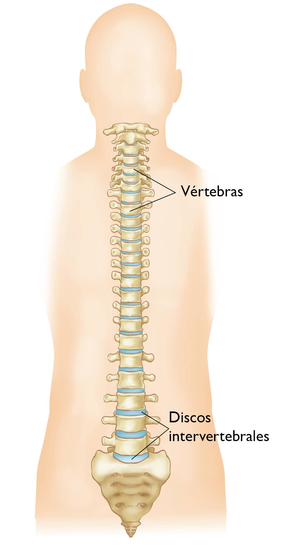 Anatomía de la columna saludable