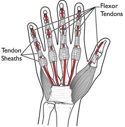 Hand anatomy