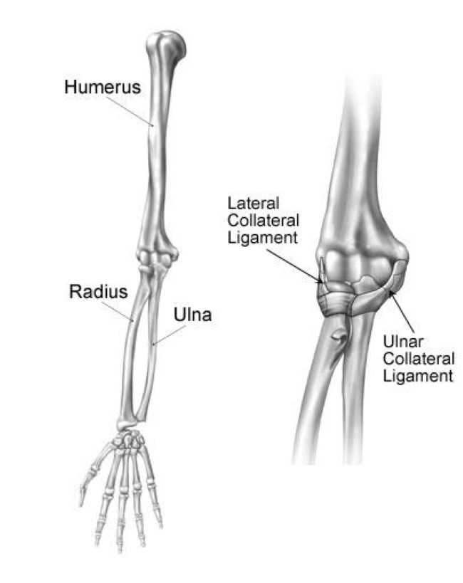 Chronic Elbow Instability Recurrent Dislocation Orthoinfo Aaos