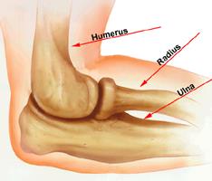 Elbow anatomy