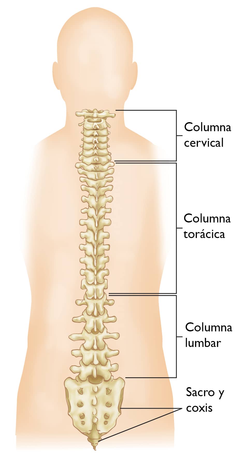 Conceptos Básicos De La Columna Spine Basics Orthoinfo Aaos 7552