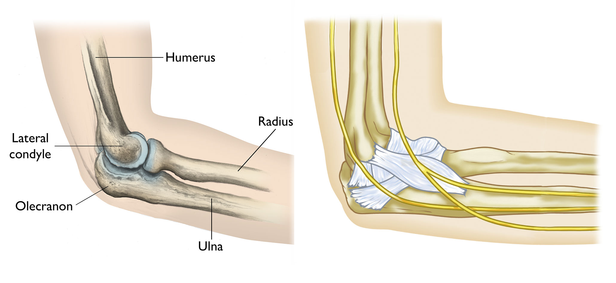 Anatomy of the elbow, including the nerves and ligaments