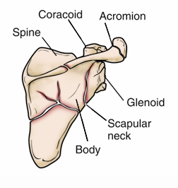Scapula (Shoulder Blade) Fractures - OrthoInfo - AAOS