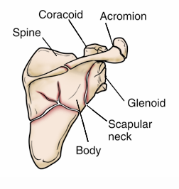 Scapula Shoulder Blade Fractures OrthoInfo AAOS