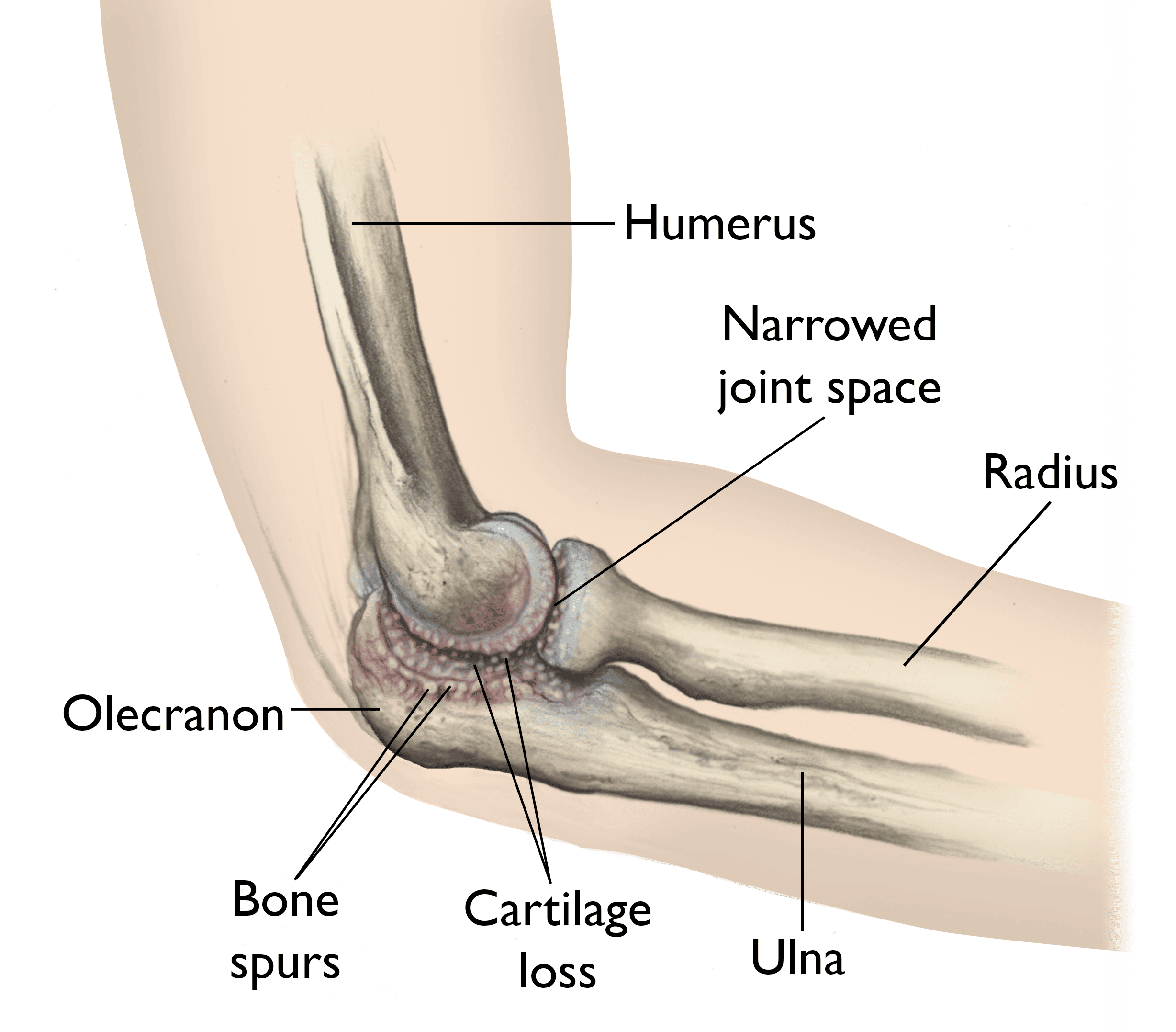 elbow bones diagram