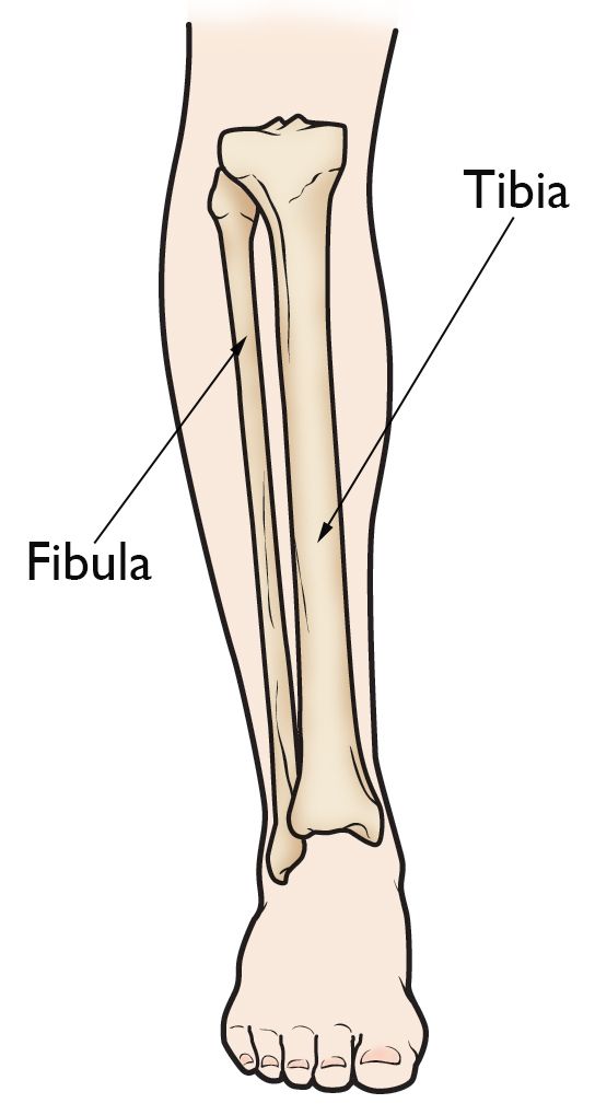 Anatomy of the lower leg