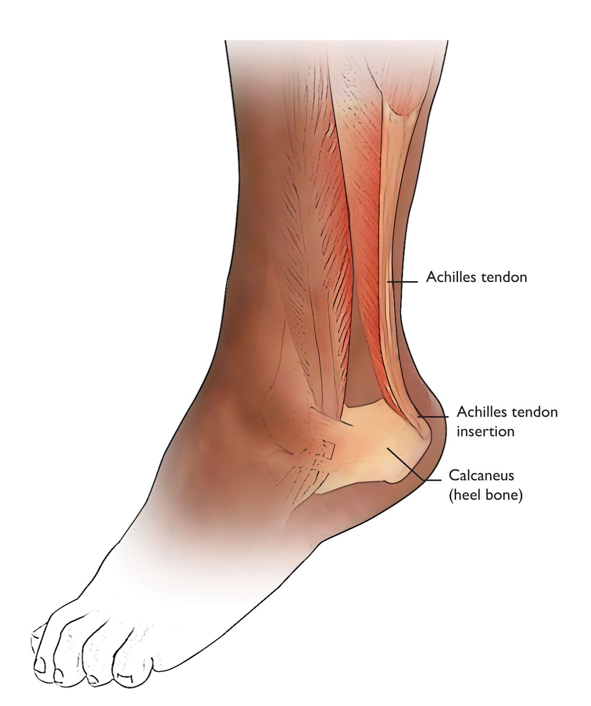 Anatomical Illustration Showing Achilles Tendon