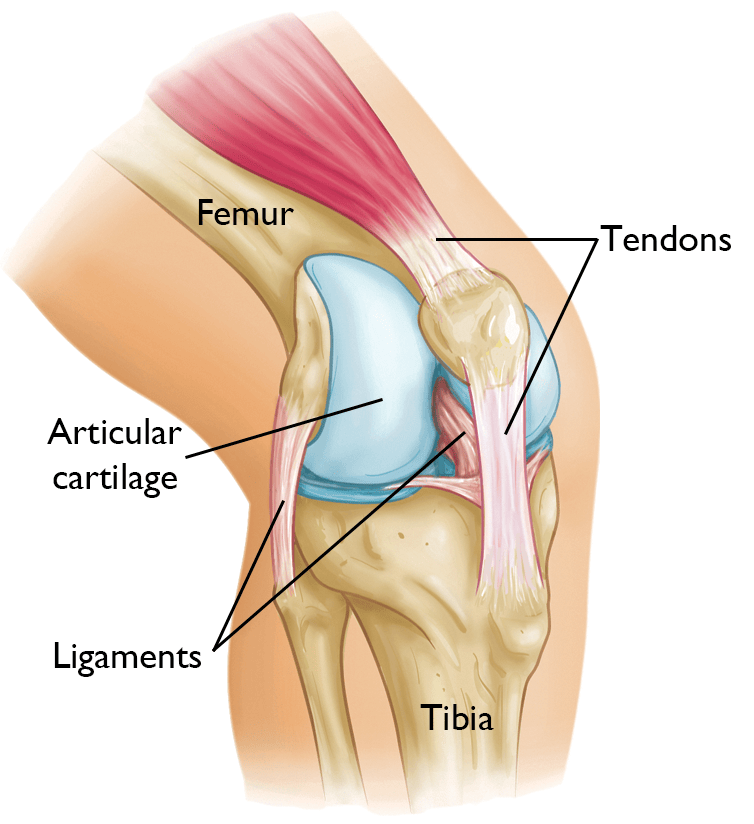 Anatomy of the Knee