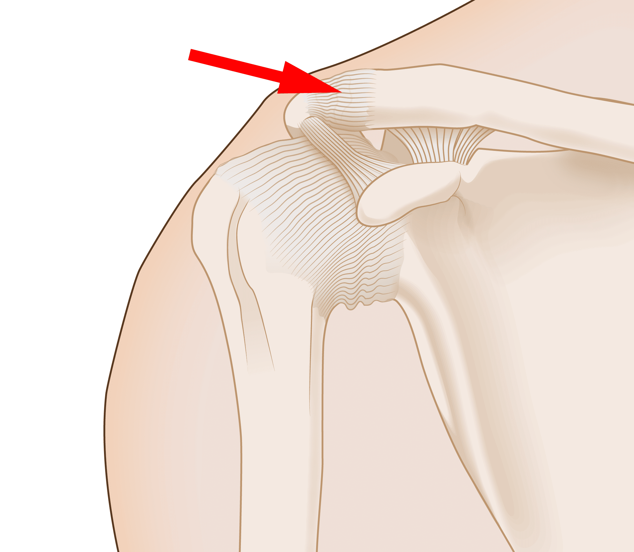 Shoulder ligaments