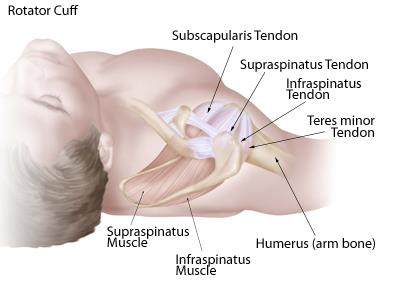 The muscles and tendons of the rotator cuff