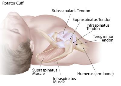 Los músculos y tendones del manguito rotador