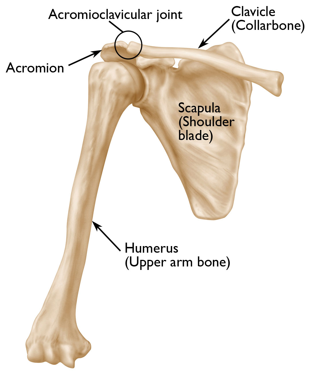 Parts of the Scapula Diagram