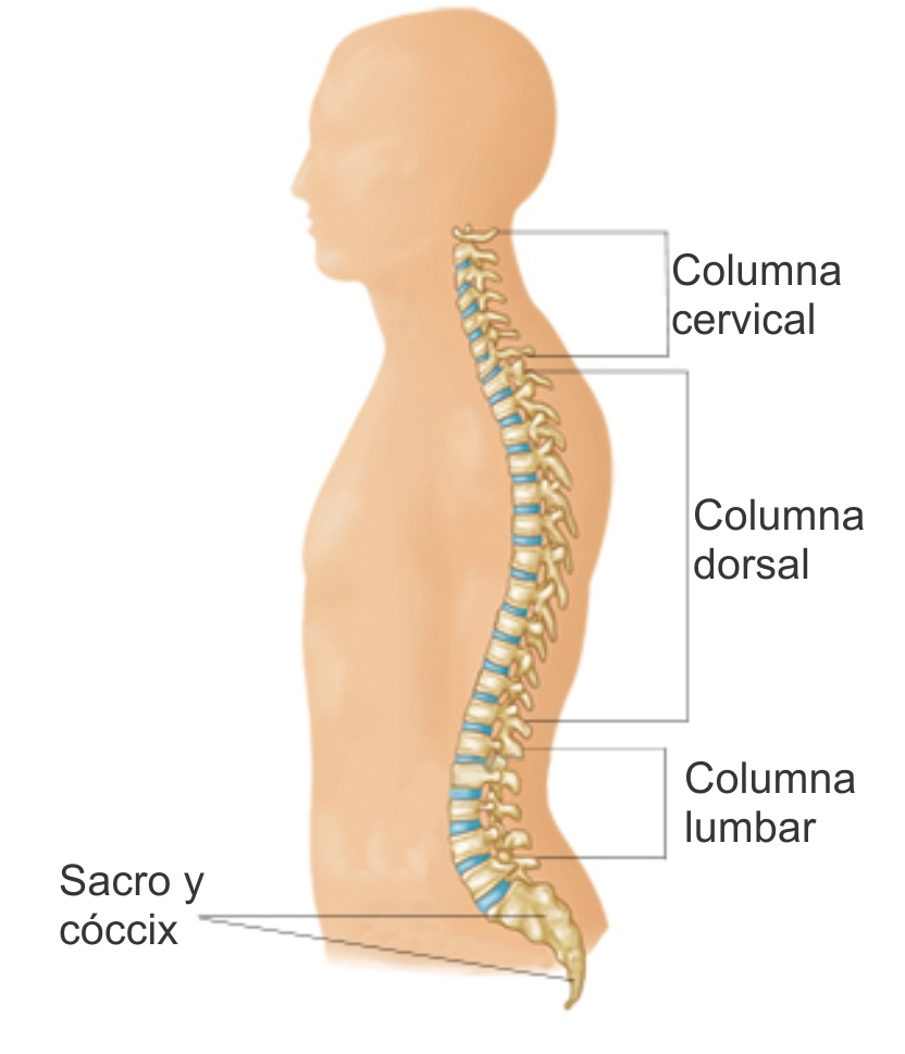 Radiculopatia Cervical Nervio Pinzado Cervical