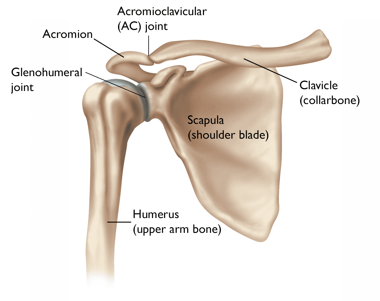 Ilustración de la anatomía normal del hombro