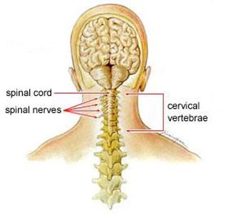 Neck Pain Orthoinfo os