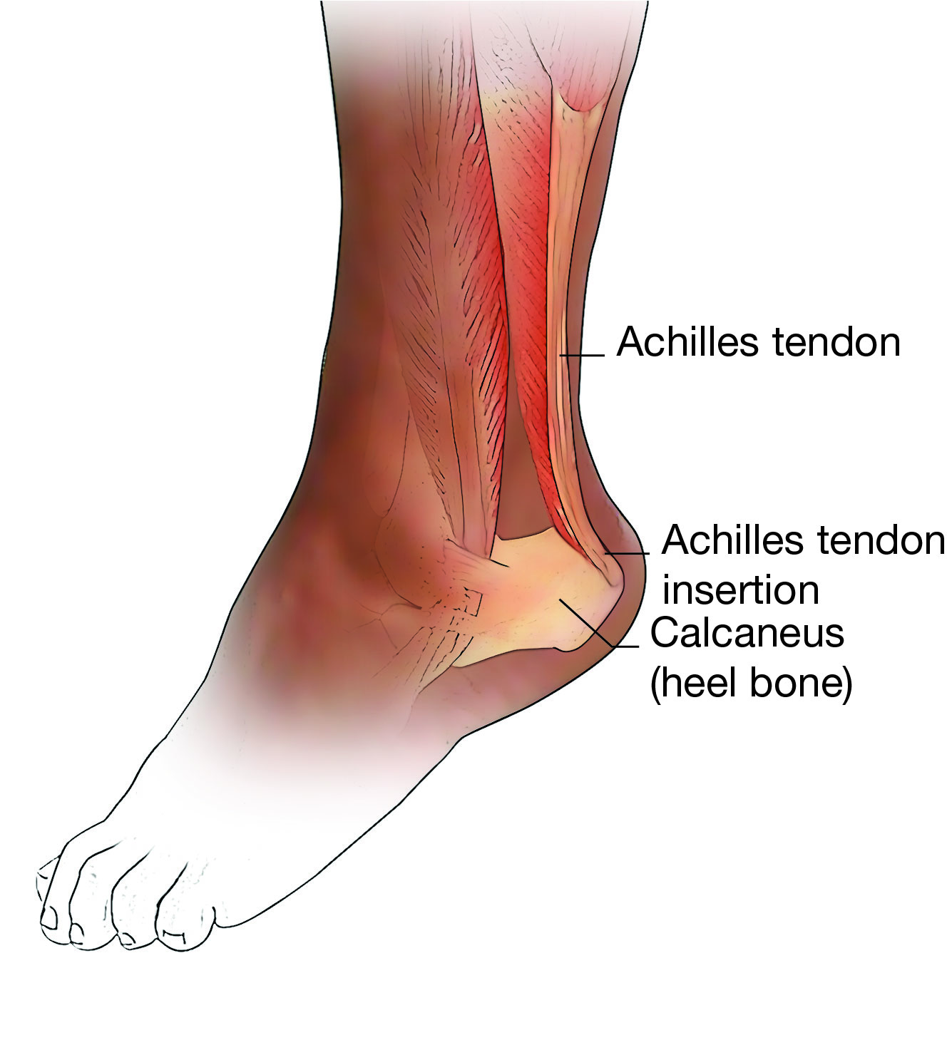 Anatomical Illustration Showing Achilles Tendon
