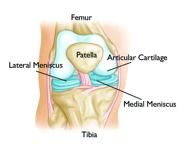 normal knee anatomy