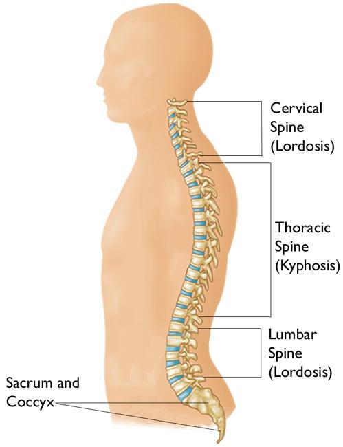 The regions of the spine
