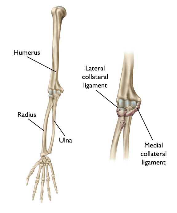 Bones in clearance the elbow