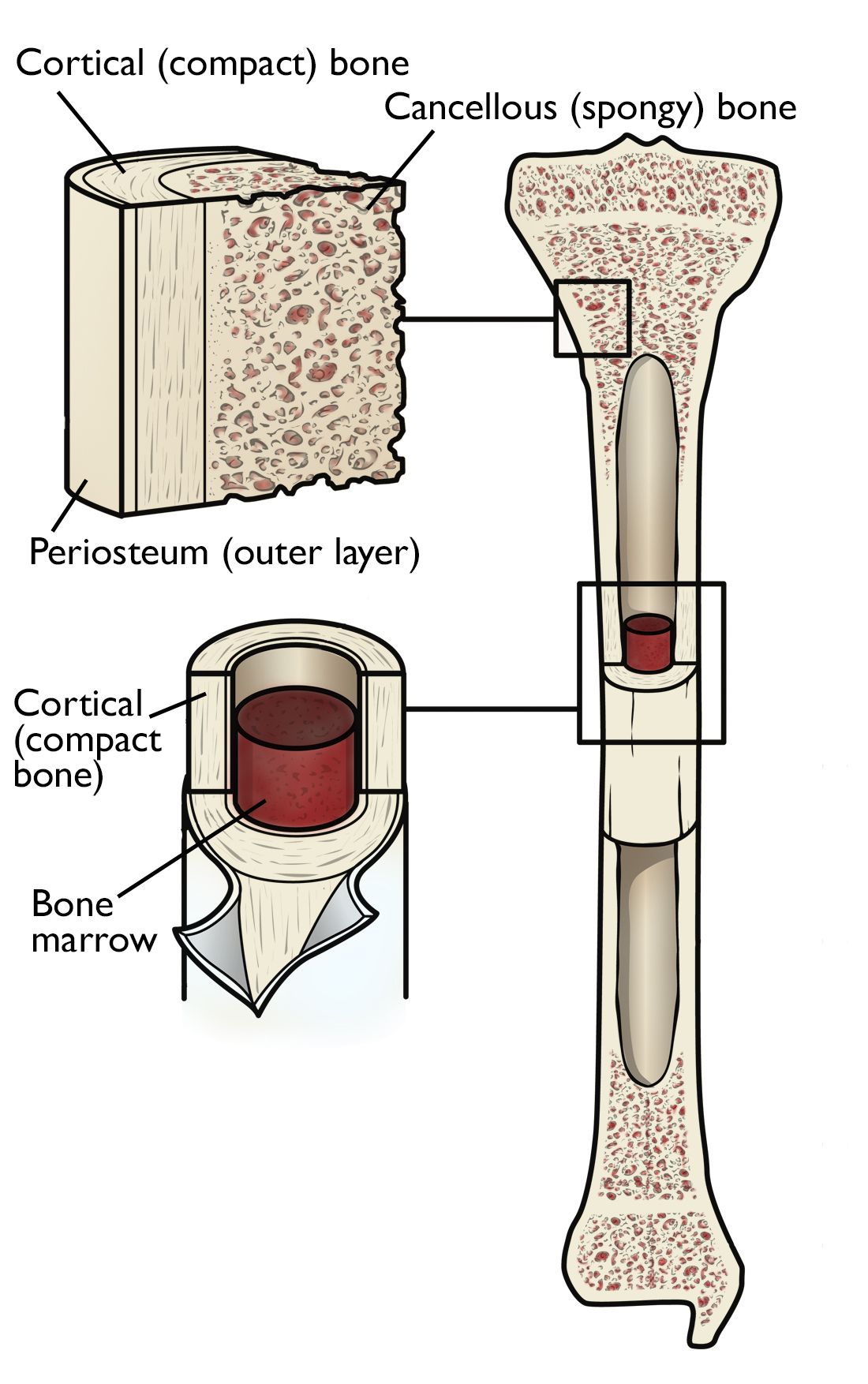 bone cell diagram for kids