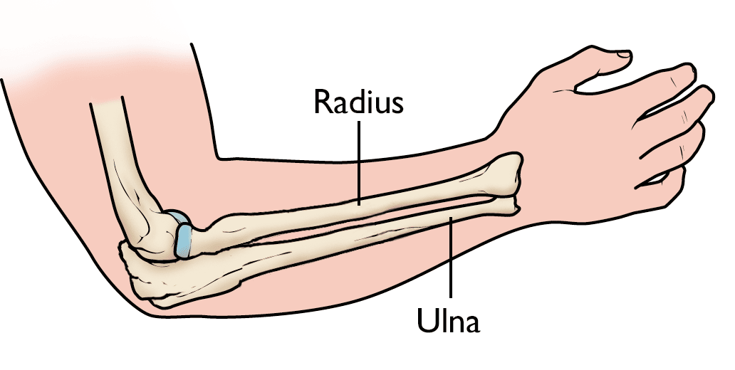 Anatomía del antebrazo