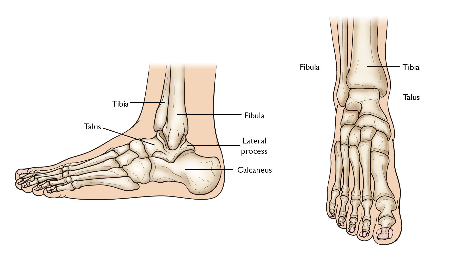 medial tubercle of talus