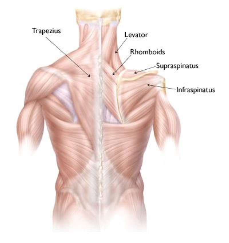 Muscle top of online shoulder neck