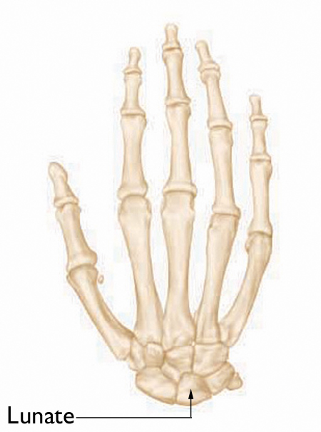 Normal anatomy of the hand and wrist