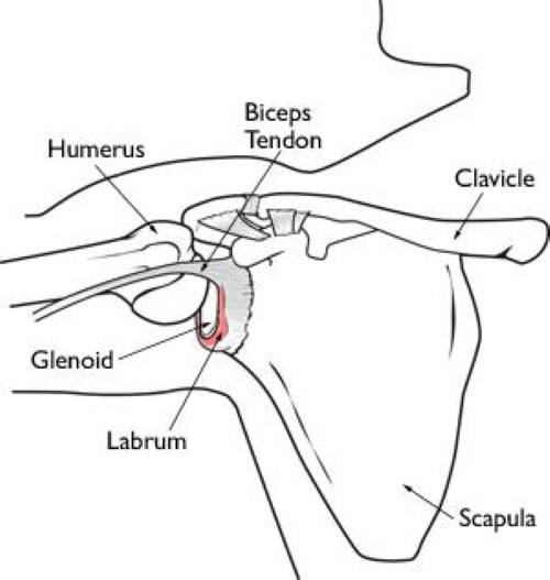 anatomía del labrum del hombro