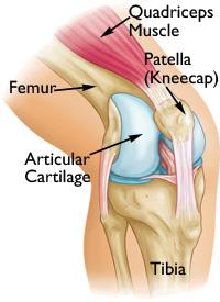 Normal knee anatomy