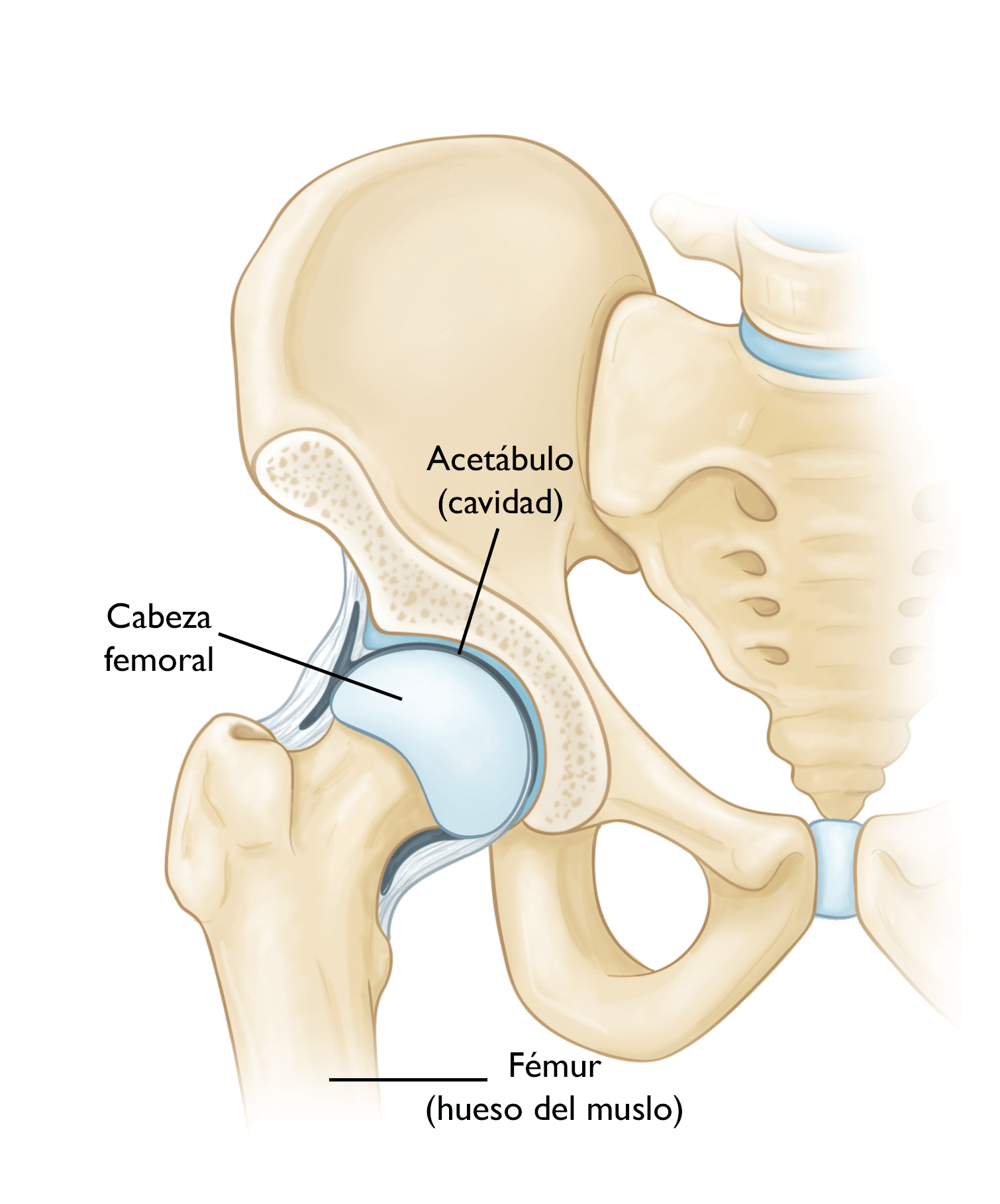 Dislocación De La Rodilla Care Guide Information En Espanol