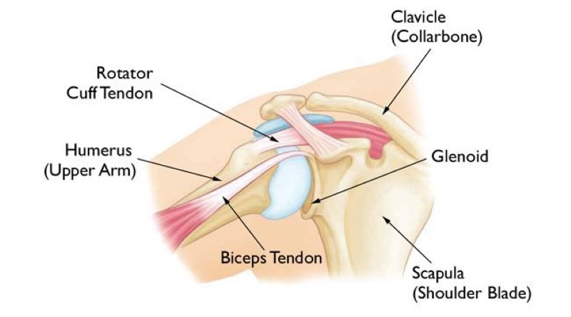 inflamed shoulder tendons