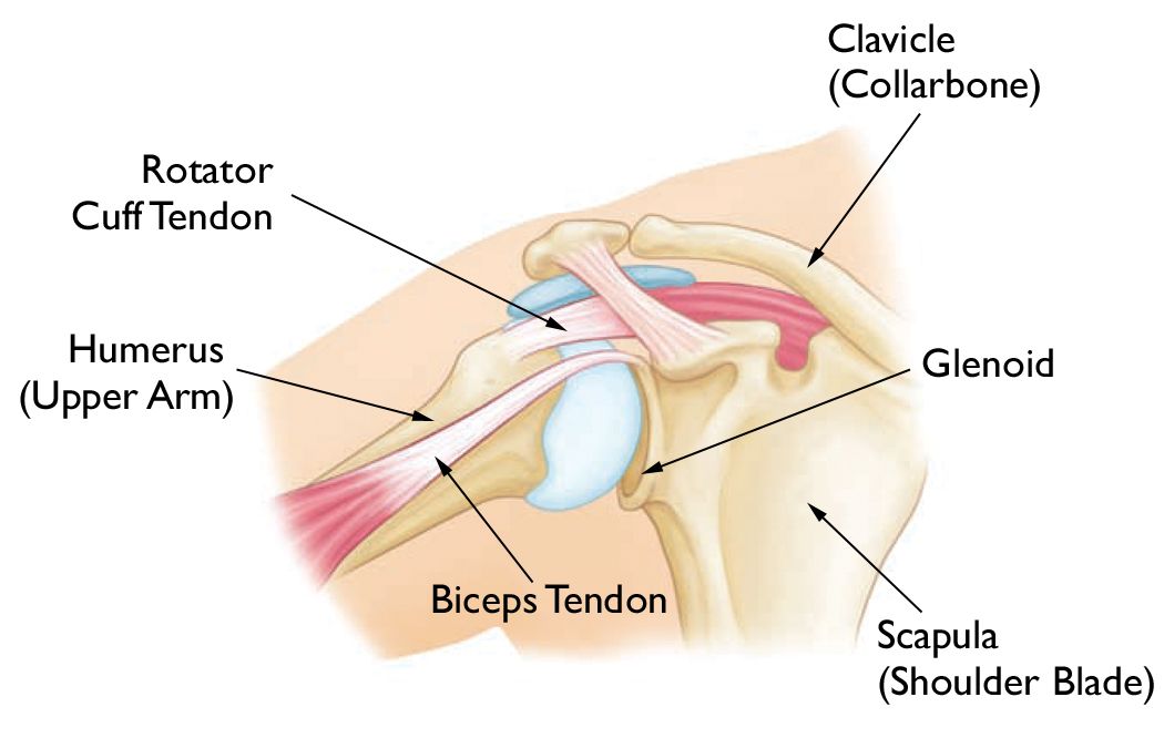 Anatomía normal del hombro