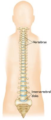 Front view of the spine
