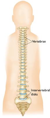 Conceptos básicos de la columna (Spine Basics) - OrthoInfo - AAOS