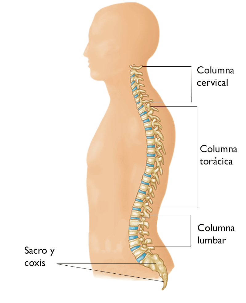 Espondilosis cervical (osteoartritis de cuello) (Cervical Spondylosis) -  OrthoInfo - AAOS